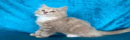 Norwegian Forest Cat cats for sale: Norwegian Forest boys - Advert 2