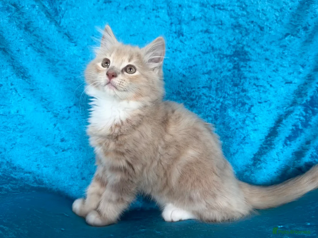 Norwegian Forest Cat cats for sale: Norwegian Forest boys - Advert 2