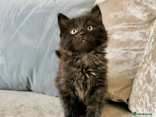 Maine Coon cats Black smoke Maine coon boy - Advert 2