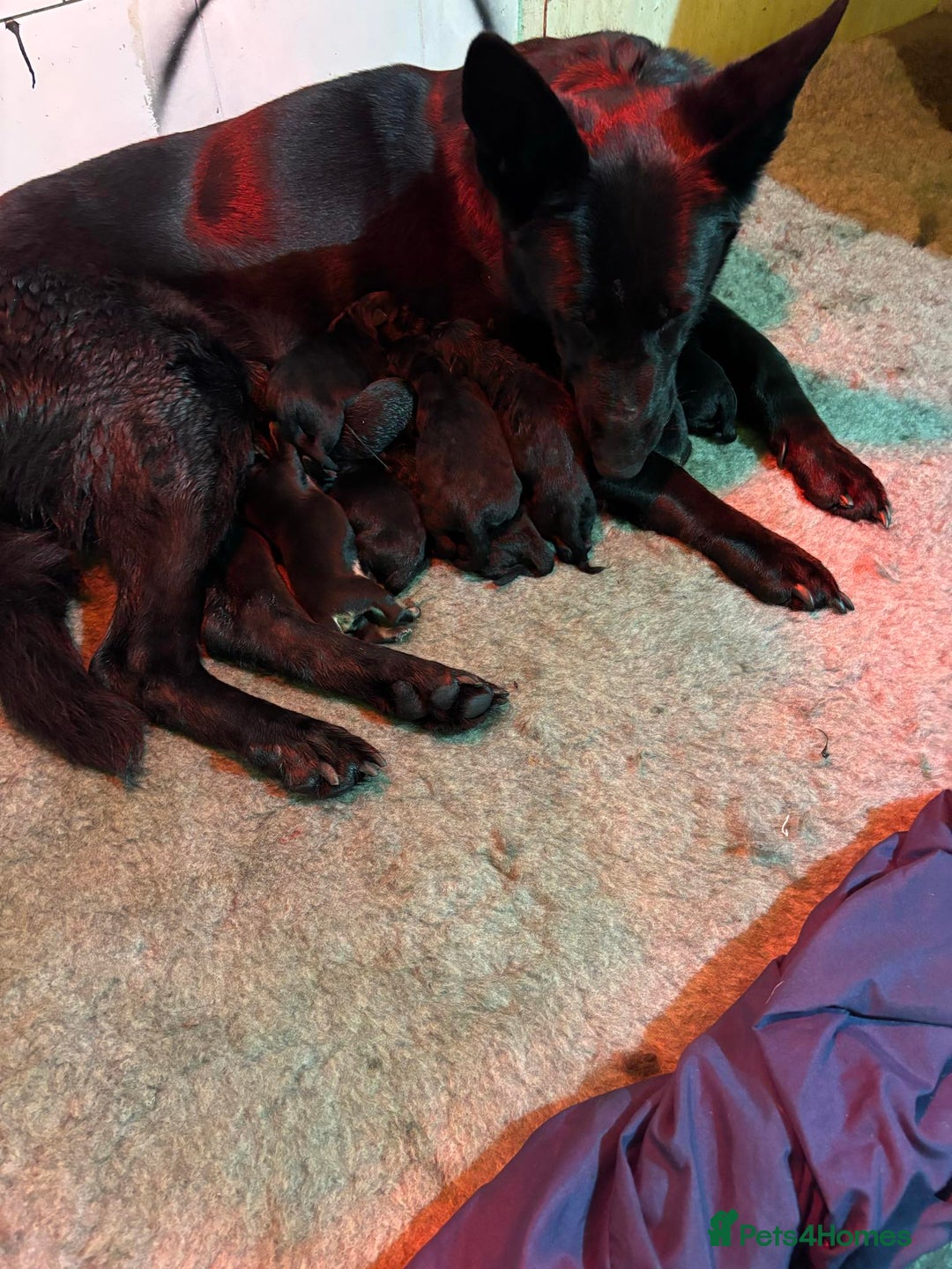 German Shepherd dogs for sale: GSD Puppies, straight back  - Image 3