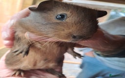 Guinea Pig rodents for sale: Beautiful Baby guinea pigs for sale  - Image 2