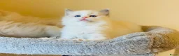 Ragdoll cats for sale: Pure Stunning Ragdoll Kittens  - Advert 5
