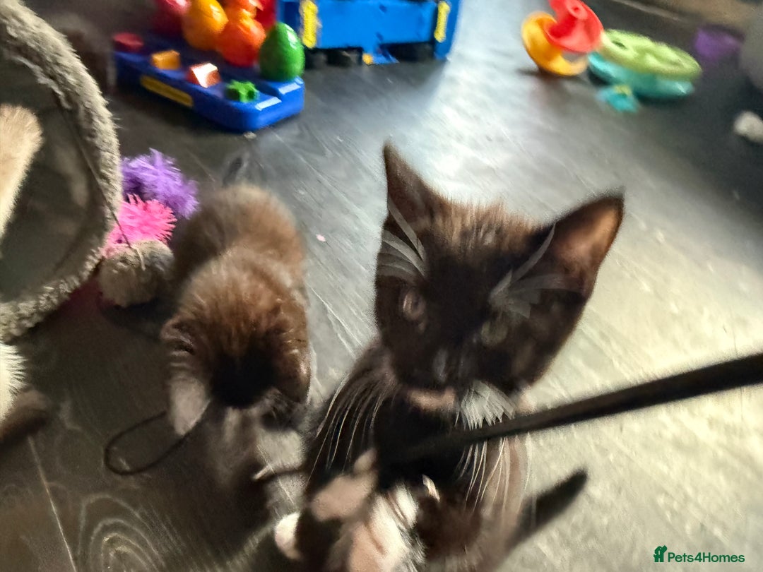Mixed Breed cats for sale: tuxedo ghost tabby kittens - Image 26