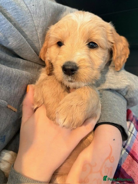 Goldendoodle dogs Australian Golden Doodle Puppies - Advert 4