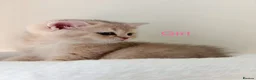 British Shorthair cats for sale: BSH - 4 boys 2 girls  - Advert 14