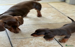 Miniature Dachshund dogs for stud: KC reg Mini Chocolate & tan STUD,Proven,PRA clear - Image 2
