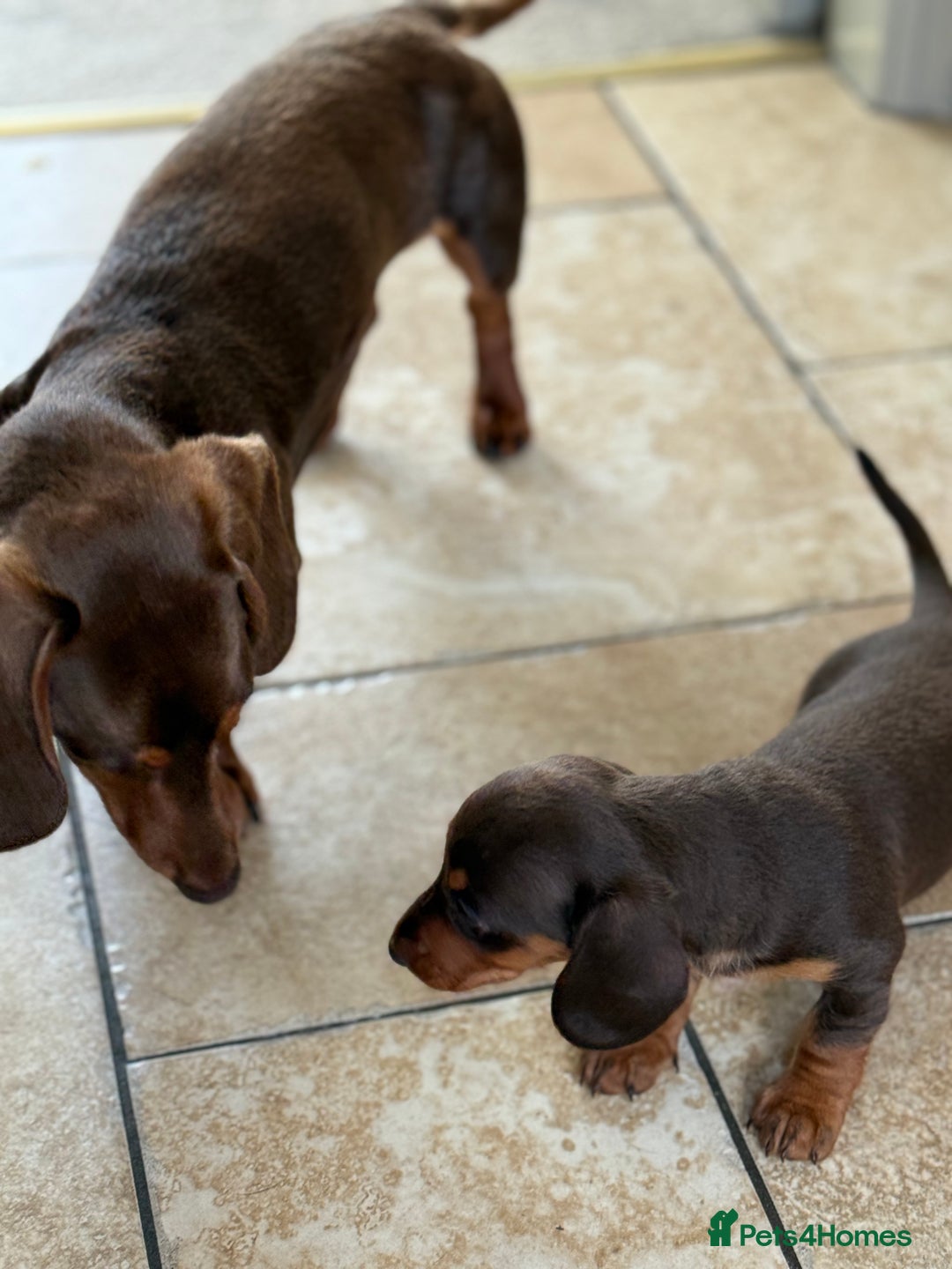 Miniature Dachshund dogs for stud: KC reg Mini Chocolate & tan STUD,Proven,PRA clear - Image 2