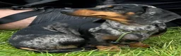Miniature Dachshund dogs for sale: KC Reg Smooth Haired Miniature Dachshund Puppies - Advert 6