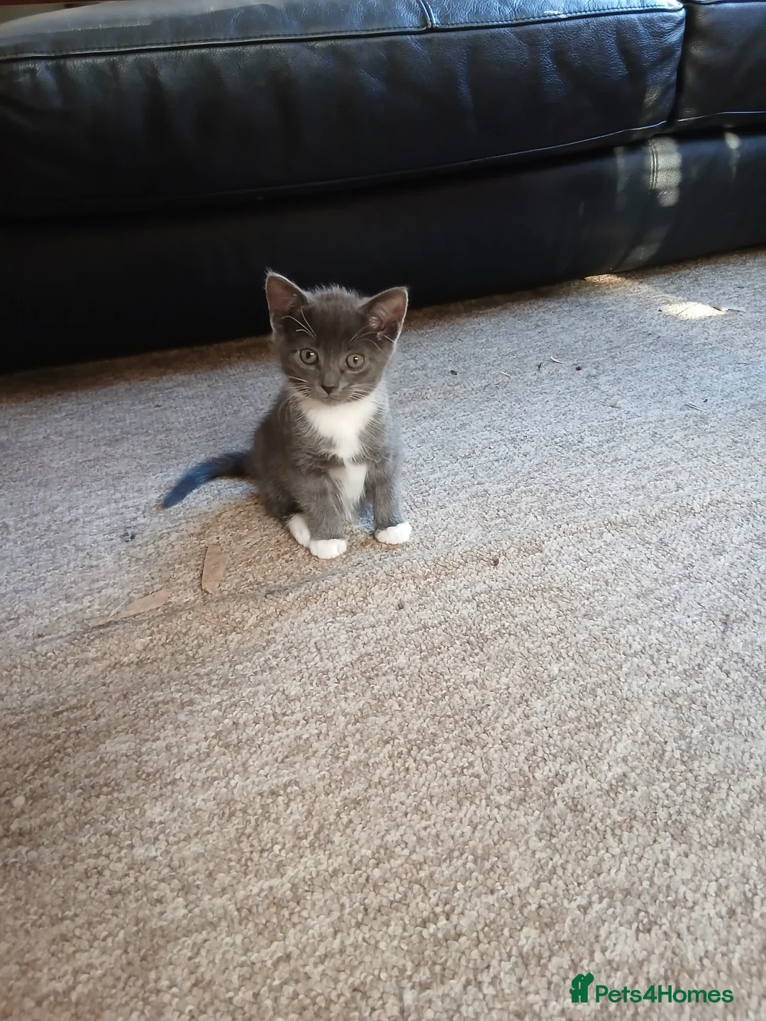 British Shorthair cats for sale: Mr Mazy  in Norwich - Advert 3