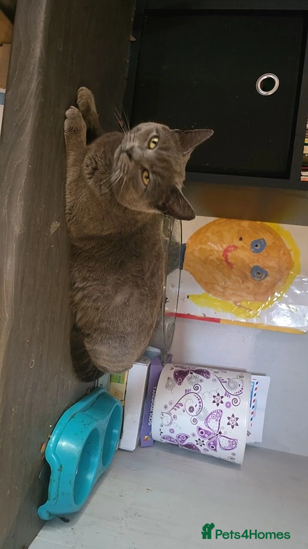 Mixed Breed cats for sale: 4 mixed breed  - Advert 12