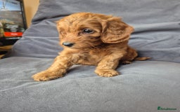 Cockapoo dogs for sale: F1b Cockapoo - ready this weekend - Image 16
