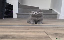 British Shorthair cats for sale: ☆READY NOW☆ {2 LOVELY BOYS} bsh kittens💙💙  - Image 2