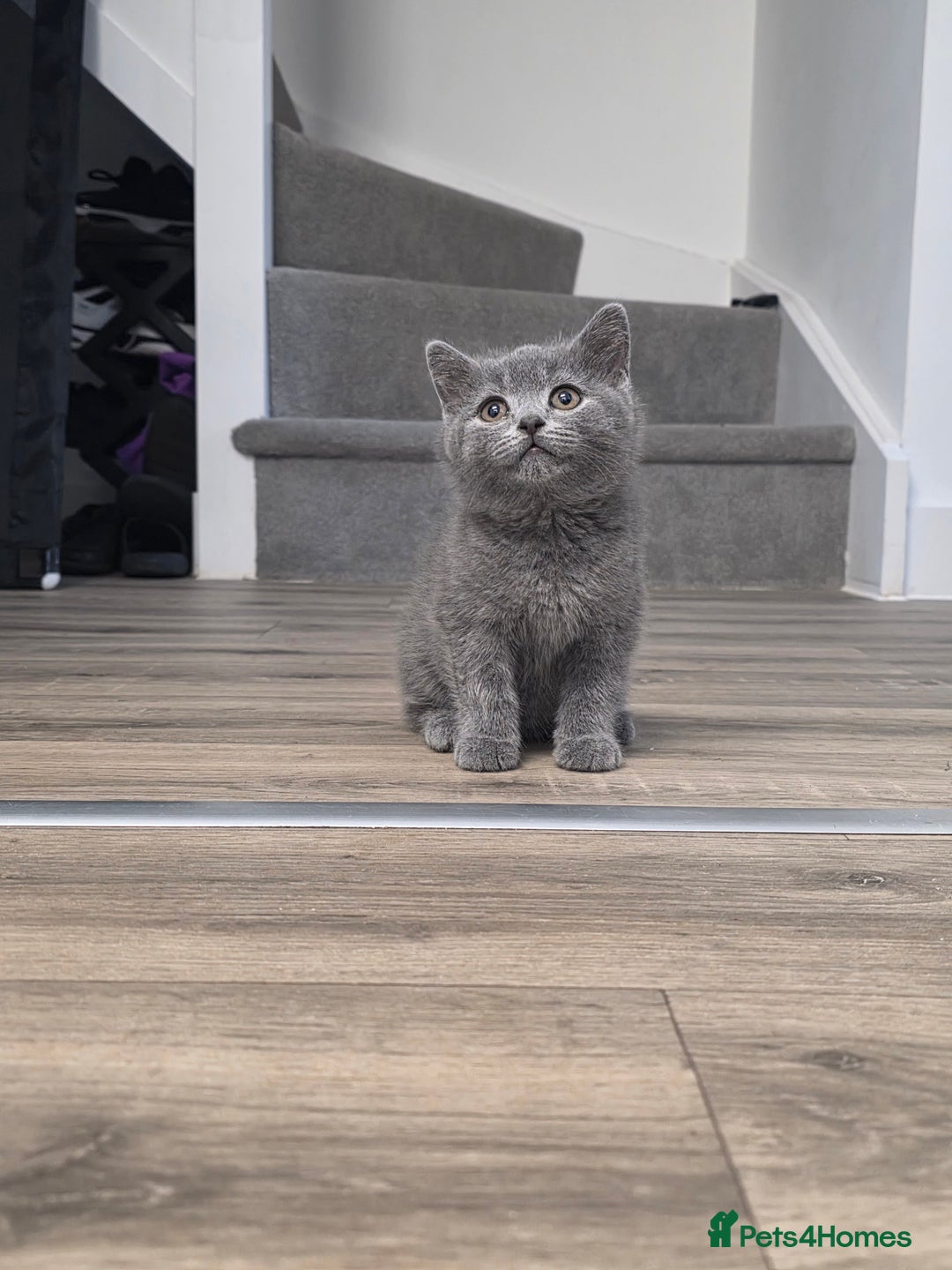 British Shorthair cats for sale: ☆READY NOW☆ {2 LOVELY BOYS} bsh kittens💙💙  - Image 2