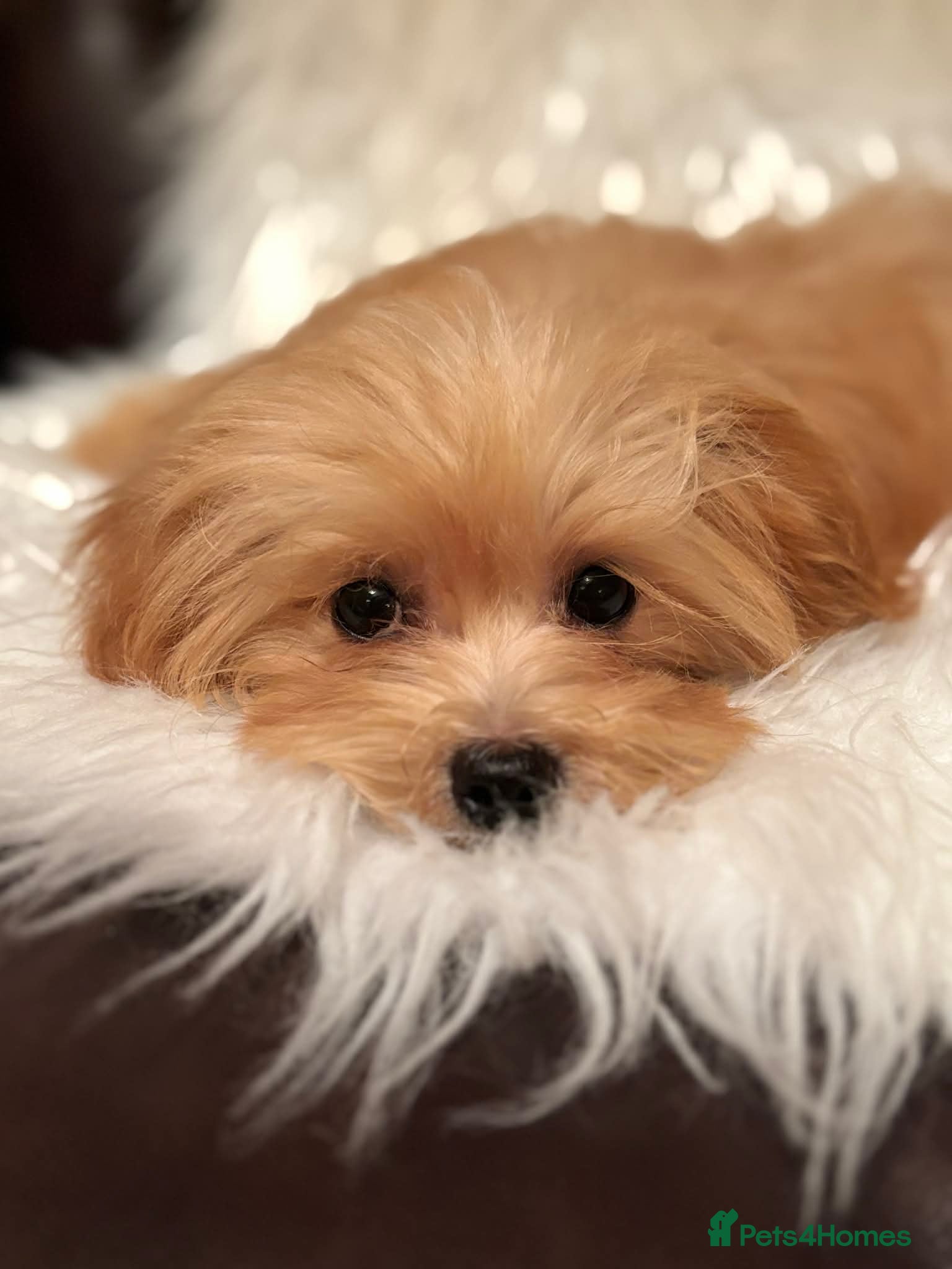 Maltipoo dogs Maltipoo red golden apricot small puppies ready - Advert 2