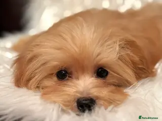 Maltipoo dogs Maltipoo red golden apricot small puppies ready - Advert 3