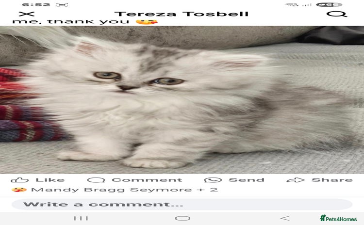 Persian cats - Advert 2