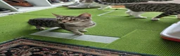 Mixed Breed cats for sale: Tabby Cats 4 Sale in Barking - Advert 7