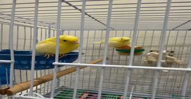 Canaries birds - Advert 4