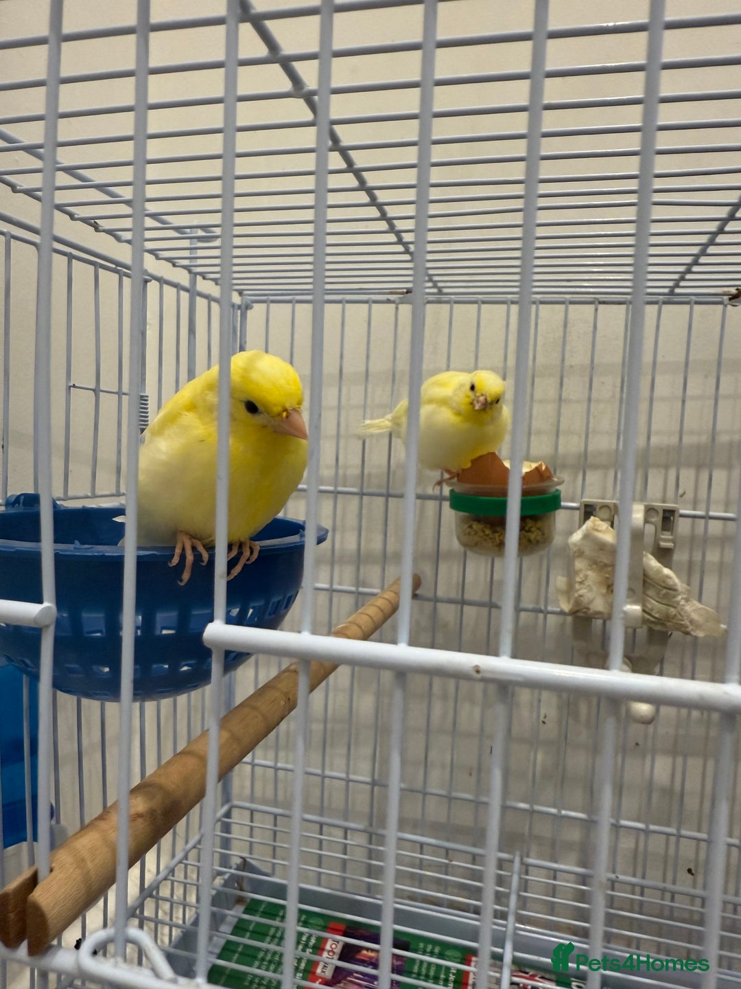 Canaries birds for sale: Canaries available  - Image 3