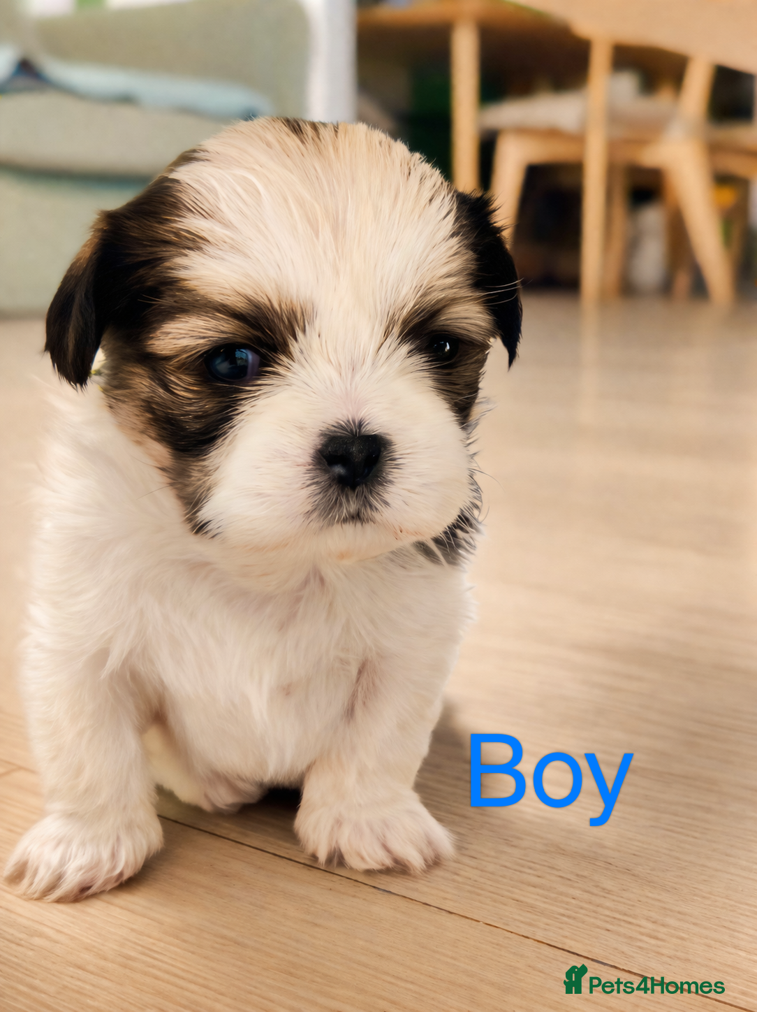 Shih Tzu dogs 🐾❤️ Stunning Shih Tzu puppies - Advert 2