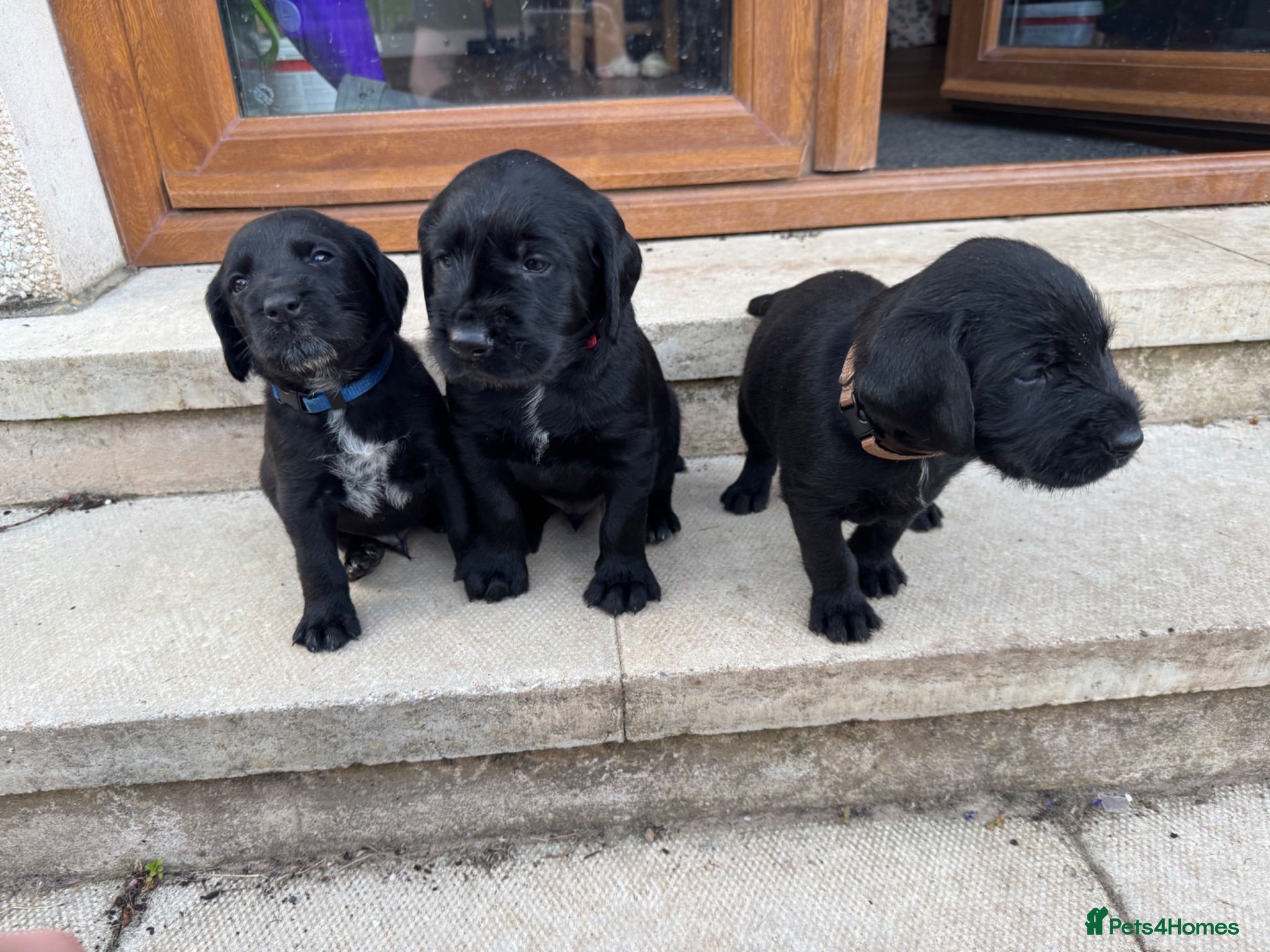 Mixed Breed dogs Beautiful litter of working GWPxLab puppies - Advert 1