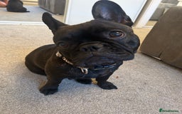 Mixed Breed dogs for sale: Follie (French bulldog / border collie) pups 4sale - Image 2