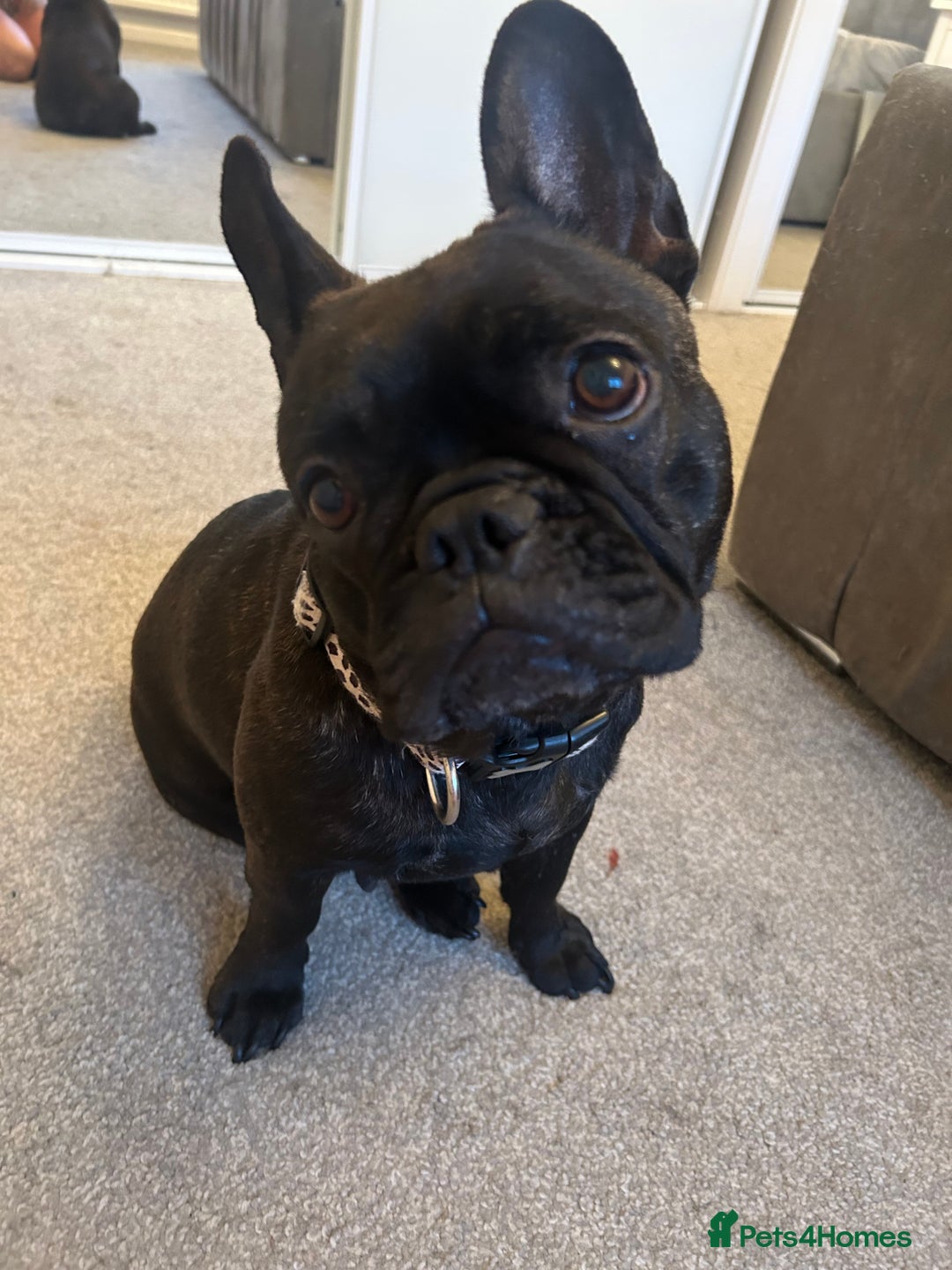 Mixed Breed dogs for sale: Follie (French bulldog / border collie) pups 4sale - Image 2