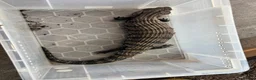 Skink reptiles for sale: Blue tongue skink with setup for rehome  in Nottingham - Advert 6