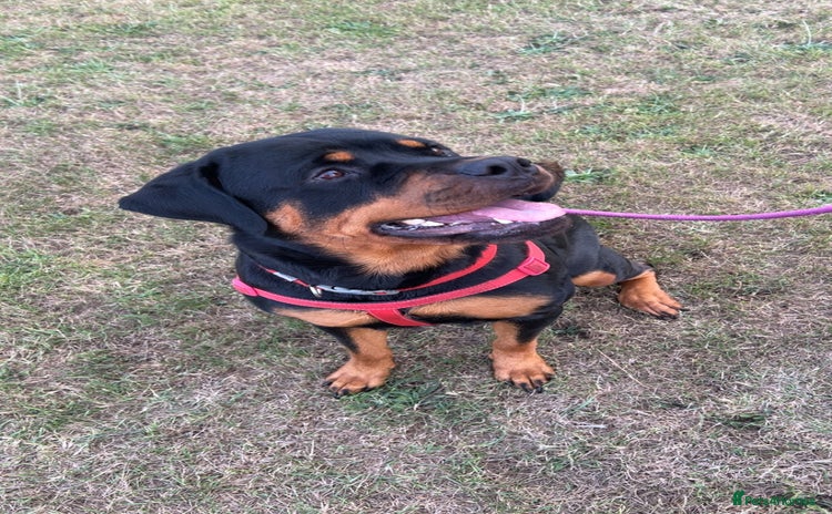 Rottweiler dogs - Advert 1