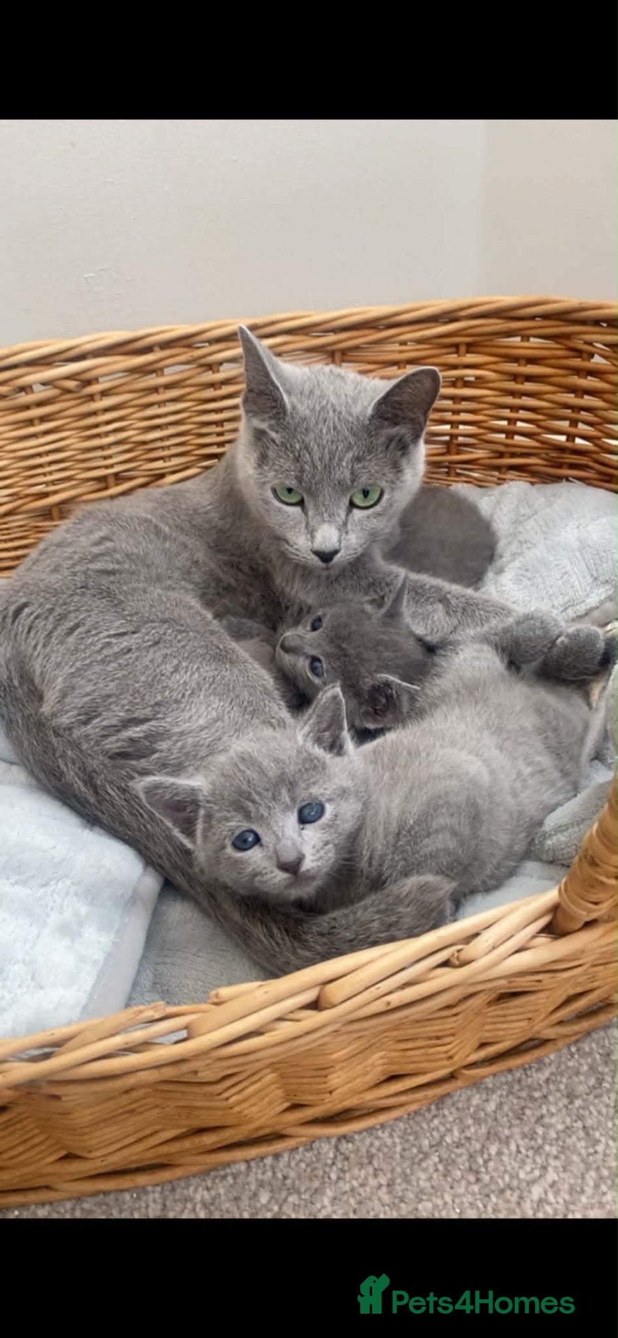 Russian Blue cats 2 Magnificent pure bred Russian Blue Kittens - Advert 1