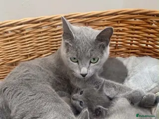 Russian Blue cats 2 Magnificent pure bred Russian Blue Kittens - Advert 14