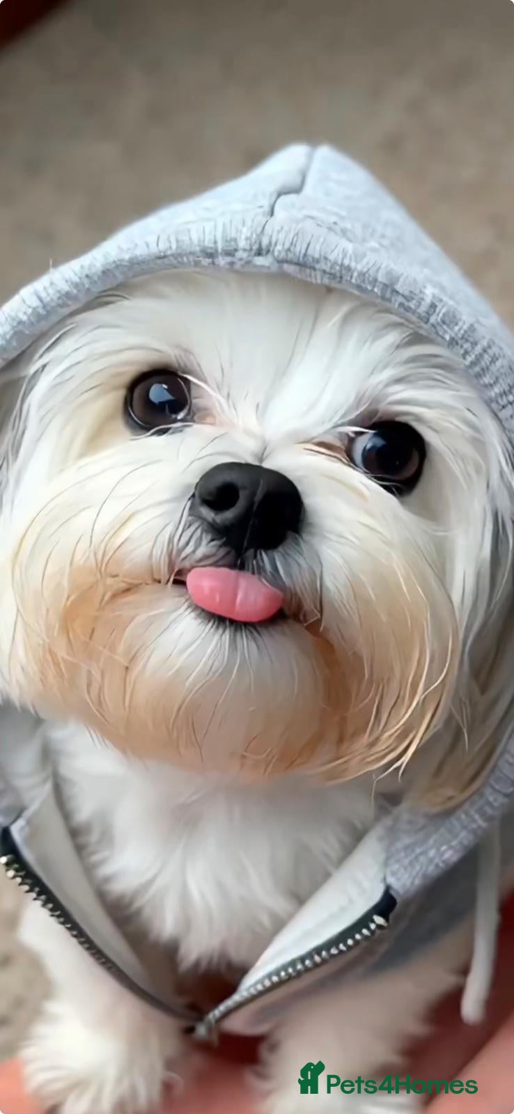 Bichon Frise dogs ❤️Adorable Bichon Frise Puppies-Tiny Clouds Of 🧡 - Advert 1