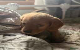 Cocker Spaniel dogs for sale: Beautiful puppies  - Advert 3