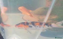 Koi Carp fish for sale: Koi Carp - Image 11