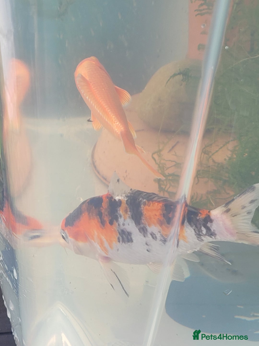 Koi Carp fish for sale: Koi Carp - Image 11
