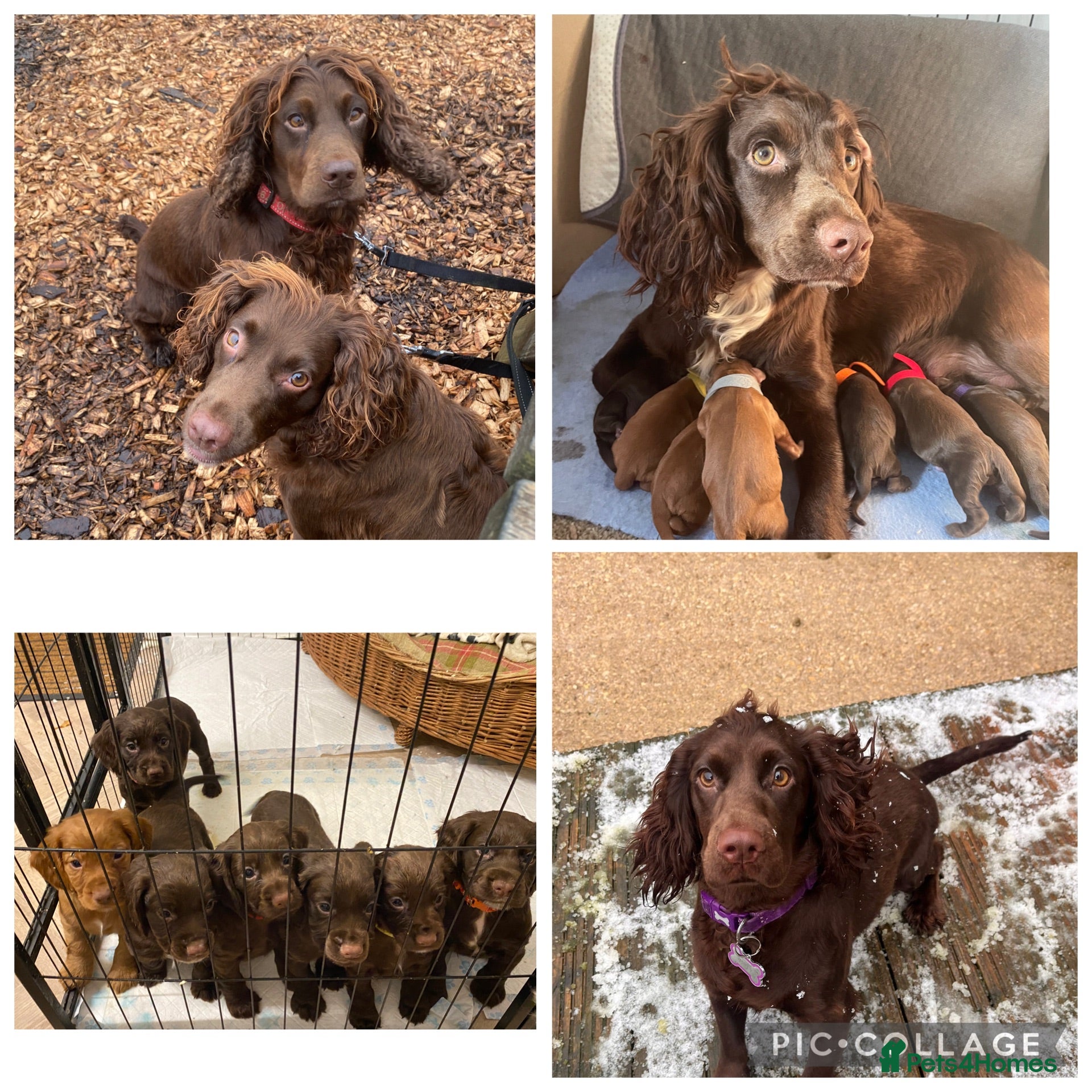 Cocker Spaniel dogs WAITING LIST DNA CLEAR COCKER PUPS DUE 14/07/26 - Advert 14