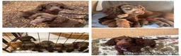 Cocker Spaniel dogs for sale: WAITING LIST DNA CLEAR COCKER PUPS DUE 14/07/26 in Buckingham - Advert 1