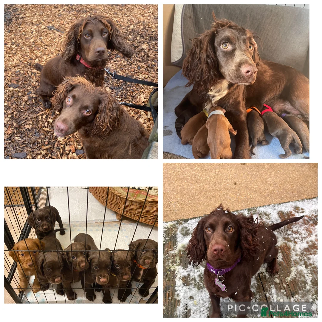 Cocker Spaniel dogs for sale: WAITING LIST DNA CLEAR COCKER PUPS DUE 14/07/26 in Buckingham - Advert 1