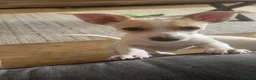 Jack Russell dogs for sale: Jack Russell  - Advert 2