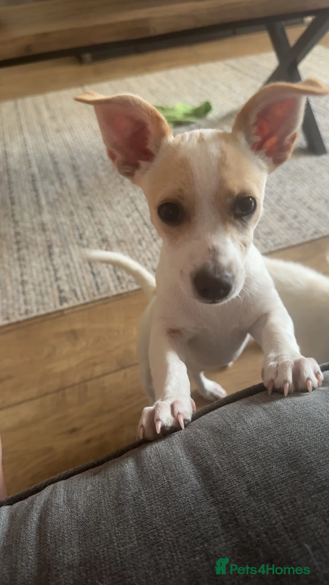 Jack Russell dogs for sale: Jack Russell  - Advert 2