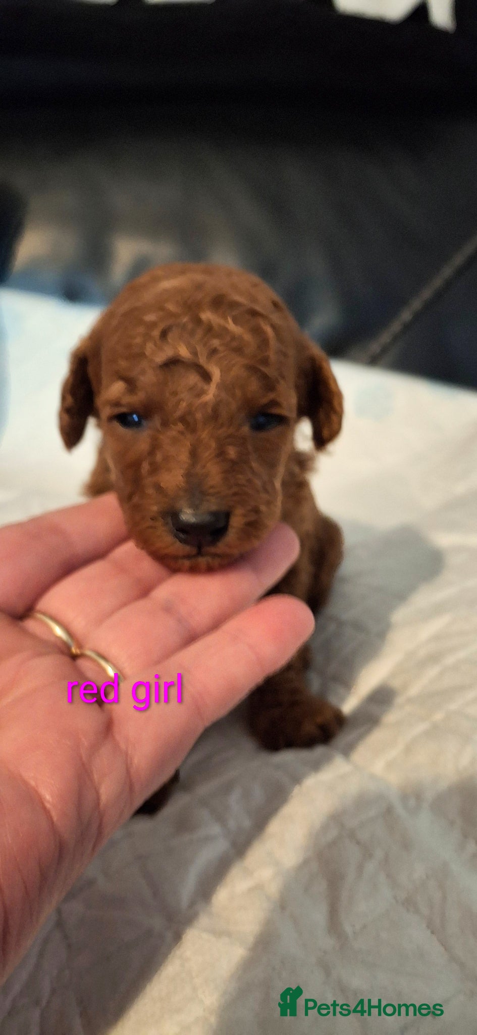 Toy Poodle dogs for sale: Toypoodle puppies  in Leeds - Advert 8