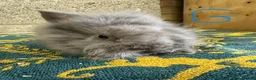 Lionhead rabbits for sale: Lionhead Rabbits For Sale  - Advert 5