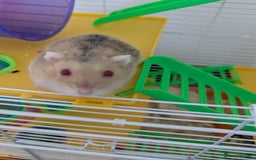Hamster rodents for sale: Dwarf Hamster  - Image 3