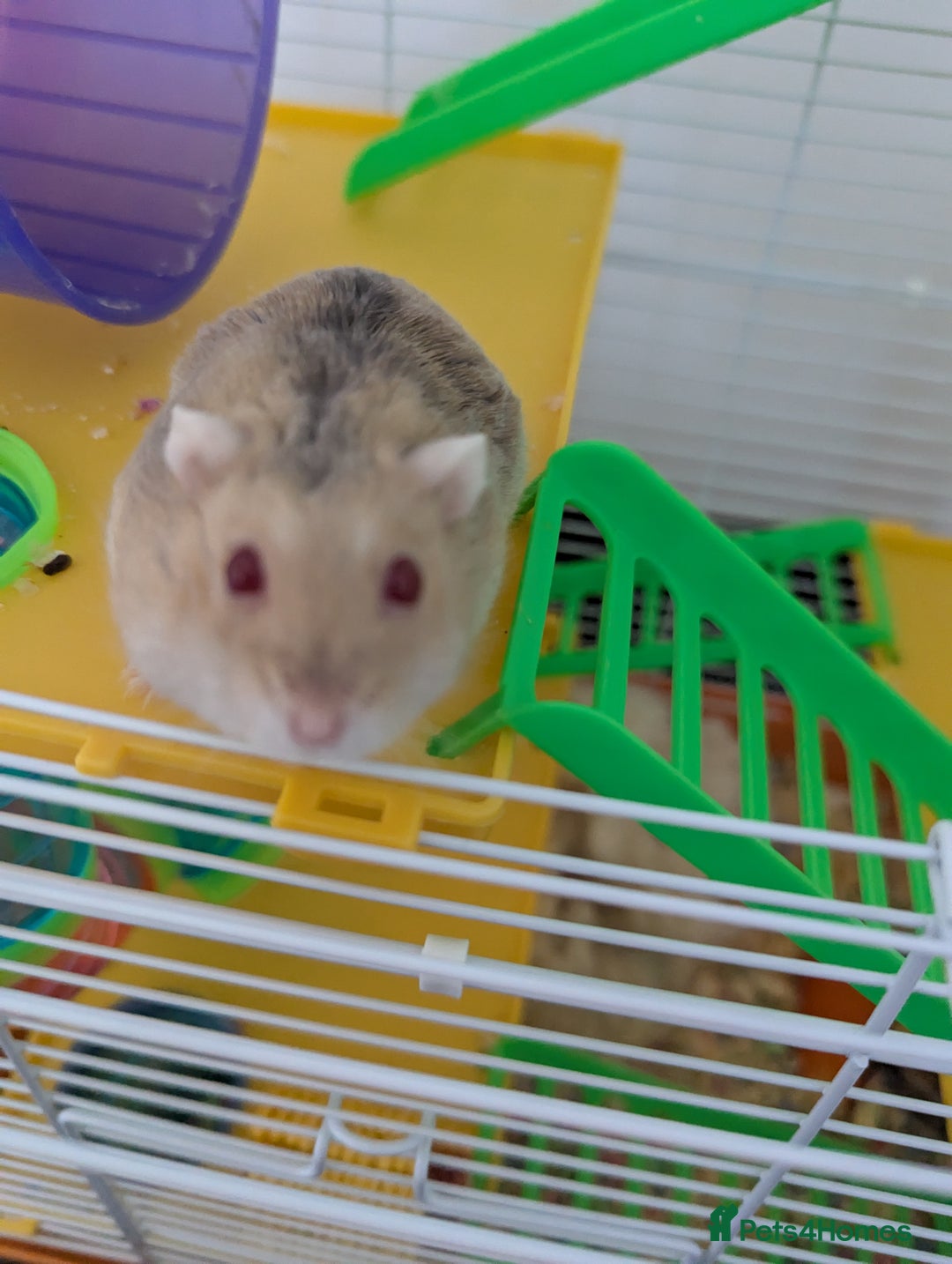 Hamster rodents for sale: Dwarf Hamster  - Image 3