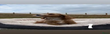 Cockapoo 1