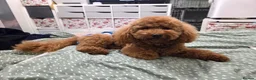 Poochon dogs for sale: Poppy is looking for the right home 🐾 - Advert 3