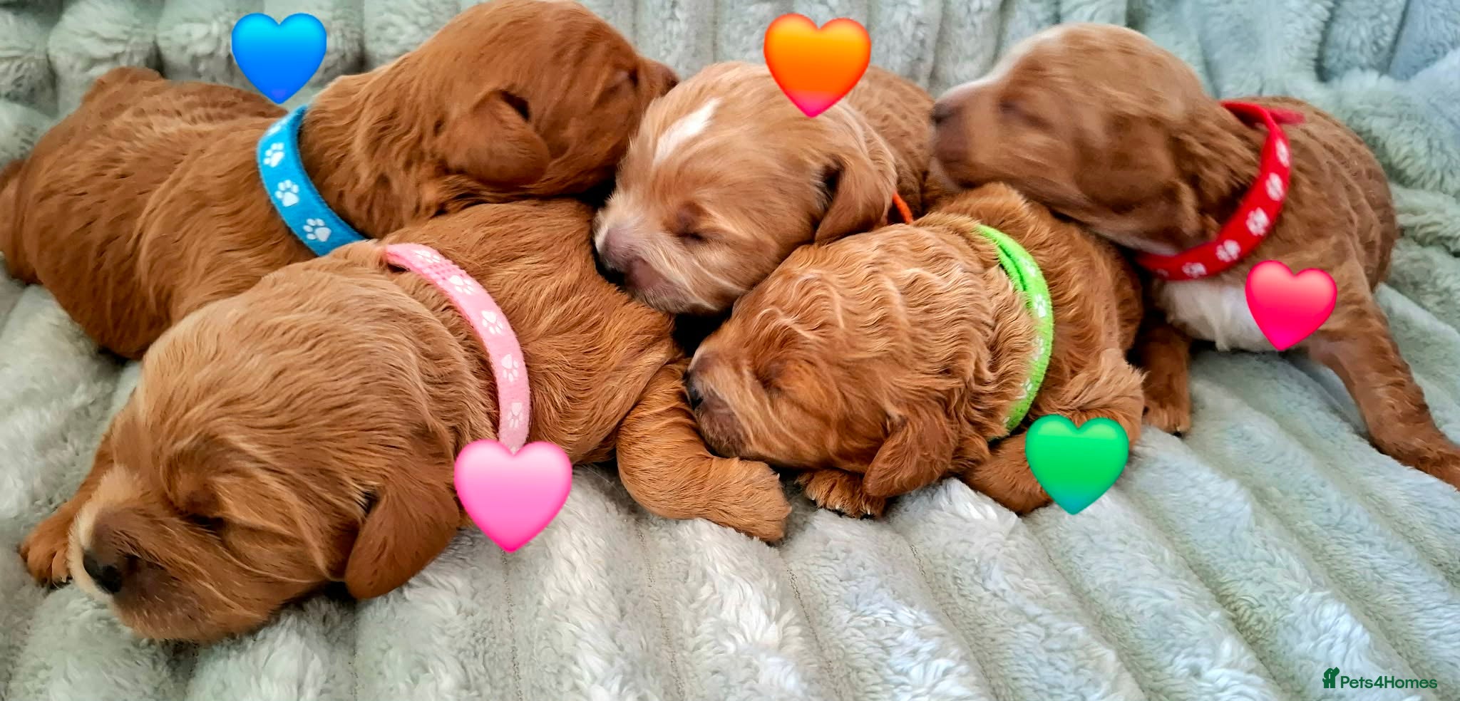 Cavapoo dogs 🥇❤️Beautiful F1 Cavapoo Puppies 5★ Reviews 🐾 - Advert 1