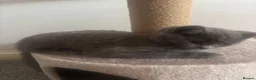 British Shorthair cats for sale: British Shorthair Male Kitten for Sale 🐾 - Advert 3