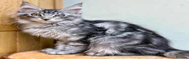 Maine Coon 2