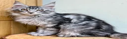 Maine Coon cats for sale: Beautiful Maine coon cats - Advert 16